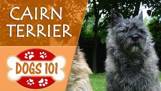 Dogs 101  CAIRN TERRIER  Top Dog Facts About the CAIRN TERRIER [upl. by Isola]