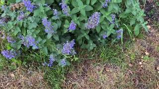 Plant Review Nepeta ‘Blue Prelude’ [upl. by Asilla708]