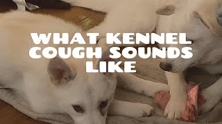 What Kennel Cough Sounds Like [upl. by Shimkus]