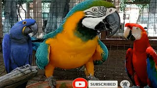 macaw parrot talking  macaw parrot sound [upl. by Gainor794]