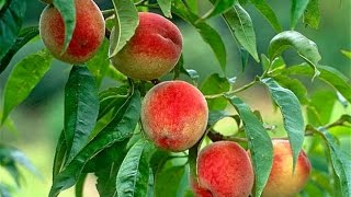 How to Grow Peaches Organically  Complete Growing Guide [upl. by Yeltihw]