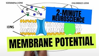 2Minute Neuroscience Membrane Potential [upl. by Gally]