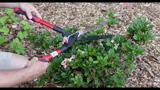 How and When to Prune Encore Azaleas  With Tips for Sun and Shade [upl. by Sreip233]