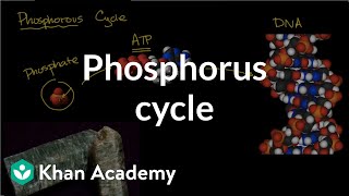 Phosphorous cycle  Ecology  Khan Academy [upl. by Ursel]