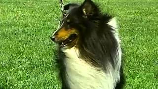 Shetland Sheepdog  AKC Dog Breed Series [upl. by Emmye264]