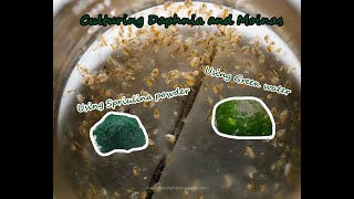 How To Culture Daphnia and Moinas using Green Water Spirulina powder [upl. by Eadmund]