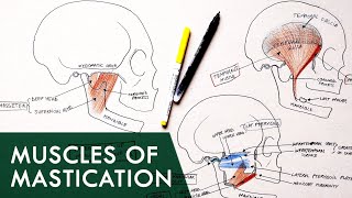 Muscles of Mastication  Anatomy Tutorial [upl. by Orwin]