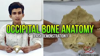 Occipital bone anatomy in Bangla  parts attachment content ossification [upl. by Kronfeld975]