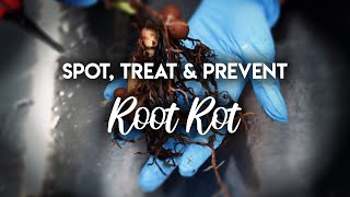 Root Rot 101  How to Spot Treat and PREVENT Root Rot [upl. by Anirahc643]