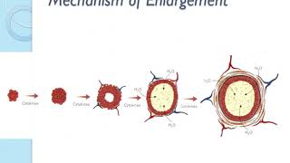 Cyst 1 Odontogenic Cysts [upl. by Lally]