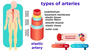 The Circulatory System Part 2 Blood Vessels [upl. by Adnac]