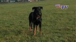 Berger de Beauce Beauceron Informationen zur Rasse [upl. by Arreip]