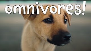 Omnivores Learning Omnivore Animals for Kids [upl. by Eimerej193]