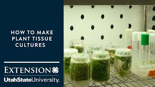 How to Make Plant Tissue Cultures [upl. by Ahsaet446]