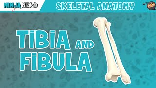 Tibia amp Fibula Anatomy [upl. by Lanta]