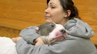 Stray Dog Gleefully Reunited With Owner [upl. by Nanreit]