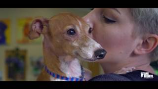 Dog Reunited with Owner After 7 Years  AKC Reunite [upl. by Naget709]