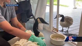 Goose wont leave mate at wildlife rehab center [upl. by Grunberg]