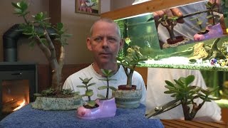 Geldbaum Bonsai schneiden und vermehren Teil 4 [upl. by Yvonne]