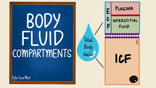 Body Fluid Compartments  ICF  ECF  General Physiology [upl. by Lasala]