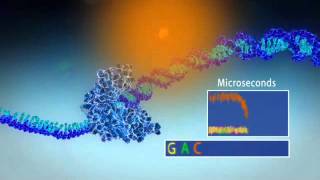 Single Molecule Real Time Sequencing  Pacific Biosciences [upl. by Outhe]