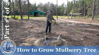 How to Grow Mulberry Tree PROGRESSION Growing Guide  1 [upl. by Angelika357]