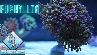 Euphyllia coral care and tips [upl. by Ttergram]