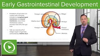 Early Gastrointestinal Development – Embryology  Lecturio [upl. by Niuq]