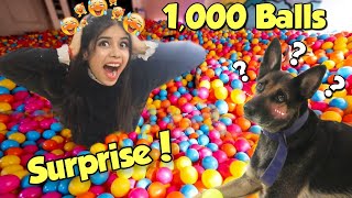 Surprising My DOG with 1000 Colourfull Balls 😱 Hilarious Reaction [upl. by Lilli]