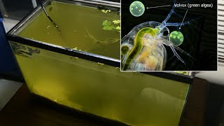 Raising Daphnia for the Freshwater Aquarium [upl. by Hairehcaz542]