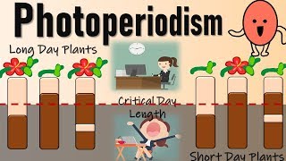 Photoperiodism II Role of Phytochromes in Flowering II Red Light and Farred light effect [upl. by Keare894]