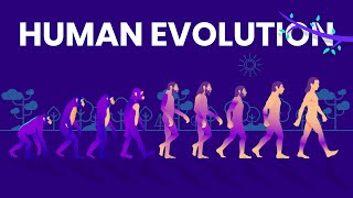 Human Evolution Animated Timeline [upl. by Newg]