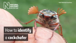 How to identify a cockchafer May bug  Natural History Museum [upl. by Beaner18]