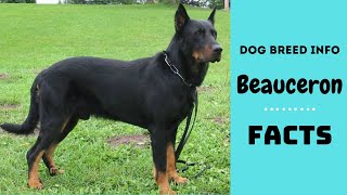 Beauceron dog breed All breed characteristics and facts about Beauceron dogs [upl. by Batty614]