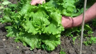 How to Grow Lettuce from Seed [upl. by Radke687]