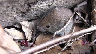 Young Voles [upl. by Blondy828]