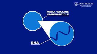 How Do mRNA Vaccines Work Heres What You Should Know [upl. by Derick852]