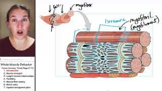 Whole muscle 1 Introduction [upl. by Analli]