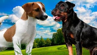 Jack Rusel terrier vs Jagdterrier  Highlights [upl. by Thirza]