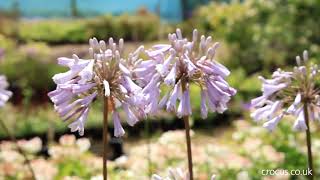 Agapanthus A growing guide [upl. by Iak]