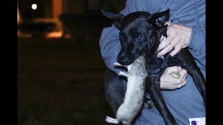 GRAPHIC CONTENT Dogs hunting rats in NYC [upl. by Giuseppe]