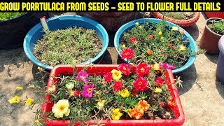 How To Grow Portulaca Or Moss Rose From SeedsFull Information From Seed To Flower [upl. by Wileen]