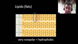 Macromolecules introduction [upl. by Nancy796]