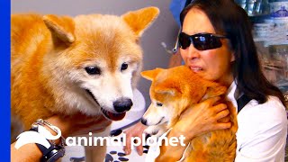 Heartwarming Moment As Lost Dog Is Reunited With Owners  Dr Jeff Rocky Mountain Vet [upl. by Aninahs]