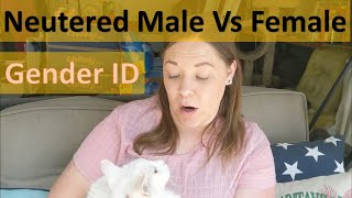 How to tell gender of neutered male vs female adult cat short hair and fluffy [upl. by Gujral]