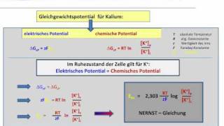 Membranspannung  Membranpotential  Ruhepotential [upl. by Tooley]