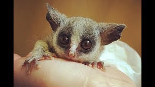 Senegal GalagoSenegal bushbaby  Cute Tiny Monkey [upl. by Taddeusz]