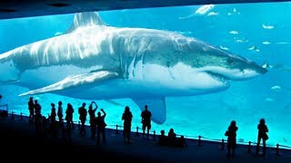 TOP 10 BIGGEST SHARKS IN THE WORLD [upl. by Nahtanohj200]