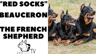 The RED SOCKS Dogs The BeAuceron French Shepherd Dogs [upl. by Hniht]