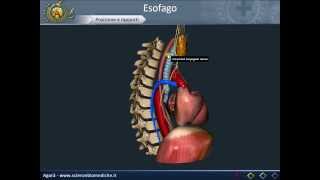 Apparato digerente 07 Esofago [upl. by Anenahs]